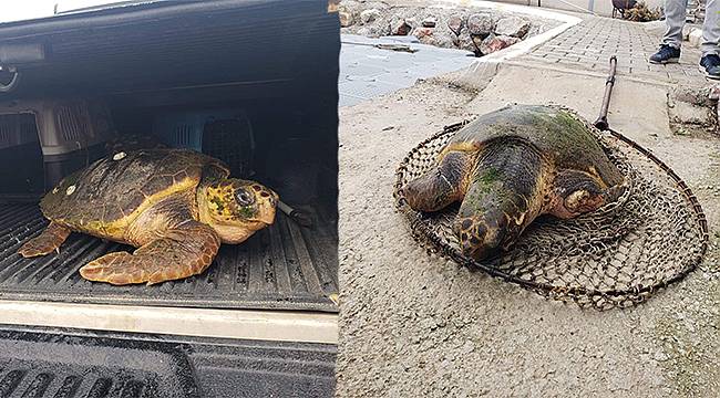 Yaralı Caretta caretta için İzmir İtfaiyesi zamanla yarıştı 