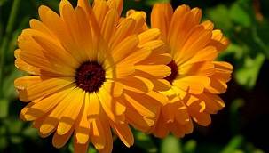 "Aynısefa" bitkisi üretimi Menemenli kadınlarla başladı 