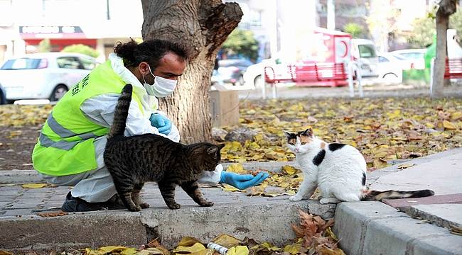 Bayraklı Belediyesi Veterinerleri, Her Gün Can Dostları Besliyor  