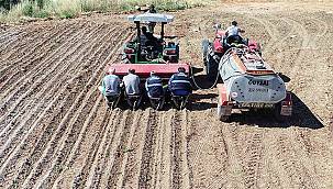 Buca'nın kırsalına bilye kekik dopingi   