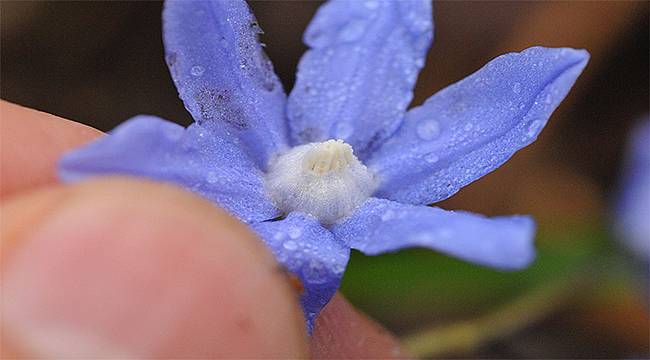 Çamlıhemşin Kaçkar Dağları'ndan yeni bitki cinsi "Taçlı Sümbül" bilim dünyası ile buluştu 