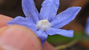 Çamlıhemşin Kaçkar Dağları'ndan yeni bitki cinsi "Taçlı Sümbül" bilim dünyası ile buluştu