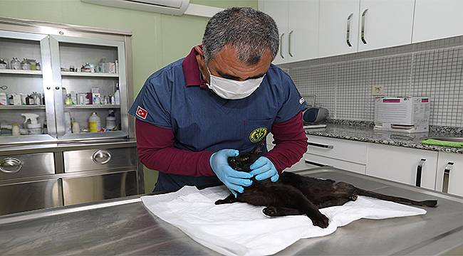 Deprem mağduru Beyaz, Engelli Kedi Evi'nde yaşama tutundu  