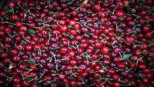 Kemalpaşa Kirazı tescillendi  