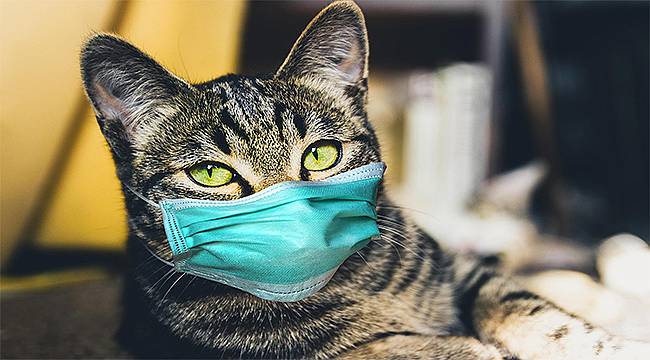KKTC'de Evcil Kedi Sahibinden COVID-19 Kaptı!