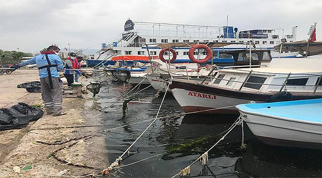 Körfez'deki deniz marulları temizleniyor 