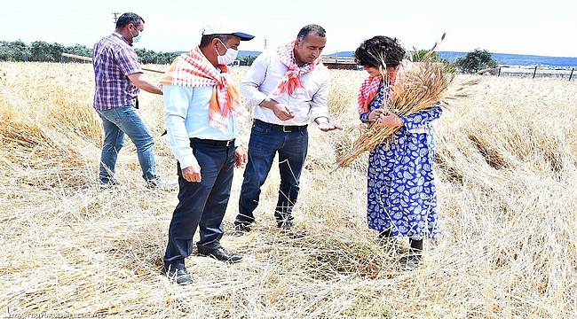 Başkan Soyer'in Menderesli üreticilere verdiği karakılçık tohumunun ilk hasadı yapıldı 