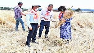 Başkan Soyer'in Menderesli üreticilere verdiği karakılçık tohumunun ilk hasadı yapıldı 