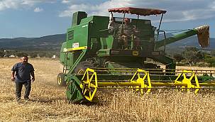 Kemalpaşa'da buğday hasadı devam ediyor 