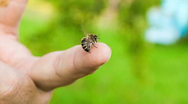 Arı sokması ölüme neden olur mu? 