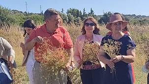 Çeşme'de 30 yıl aradan sonra ilk kez anason hasadı! 