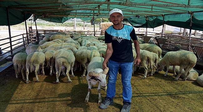 Kurbanlıklar Alıcılarını Bekliyor 