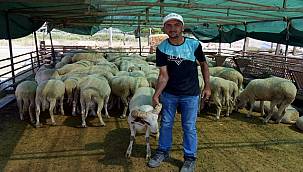 Kurbanlıklar Alıcılarını Bekliyor