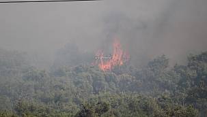 Maalesef yine ormanlarımız yandı 