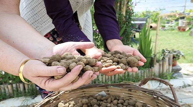 Salep üretimi Bucalı gençlere istihdam yaratacak 