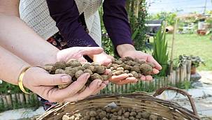 Salep üretimi Bucalı gençlere istihdam yaratacak 