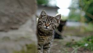 Sokak hayvanlarına yardım etmenin 7 yolu 