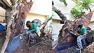 Anıt ağaçlar emin ellerde 