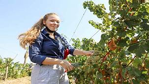 Başkan Kılıç, dünya gençleriyle beraber üzüm hasat etti  