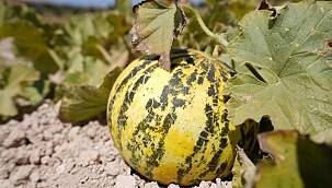 Çeşme kavunu yeniden sahnede!