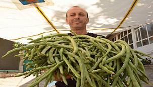 Karakızlar'da "Börülce Festivali" yapılacak  