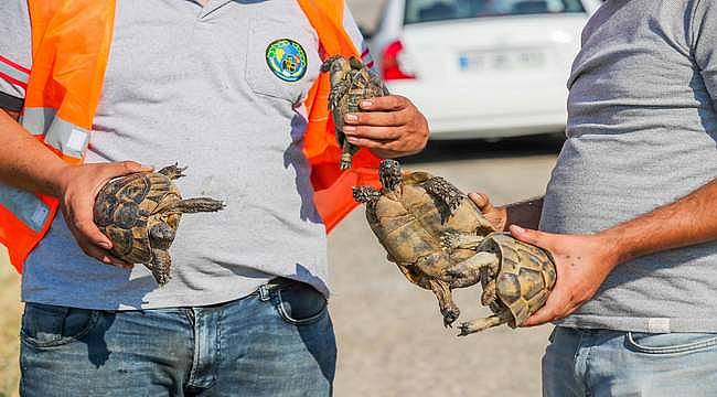 Yangından kurtarılan kaplumbağalar emin ellerde 