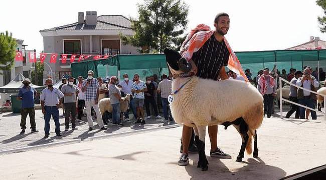 Tarım ve Sakız Koyunu Festivali'nde güzeller podyuma çıktı 
