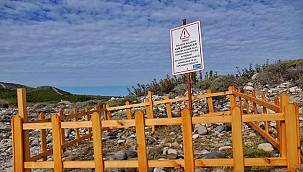 Çeşme'de kum zambakları koruma altına alındı 