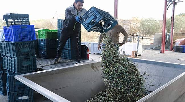 Foça'da zeytin hasadı ve sıkımı başladı 