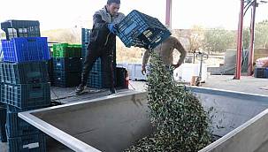 Foça'da zeytin hasadı ve sıkımı başladı 