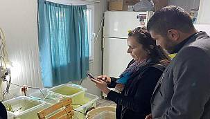 Foça Karakum sahilinde Türkiye'de bir ilk! 