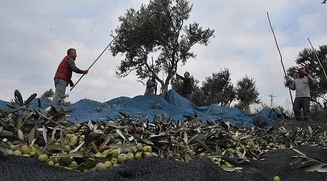 Başkan Tunç Soyer: "Zeytin ağaçlarına sonuna kadar sahip çıkacağız" 