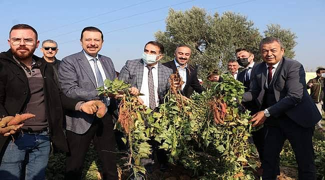 Tatlı Patates İzmir'in Ürün Desenine Eklendi 