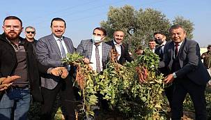 Tatlı Patates İzmir'in Ürün Desenine Eklendi 