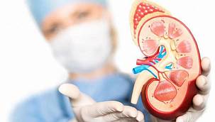 At nalı böbrek uğur getirmez, üstelik sorunlara yol açabilir! 