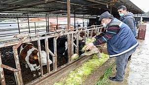 Çiftçiye 6 ayda 36 bin 500 kilo ücretsiz hasıl yem 