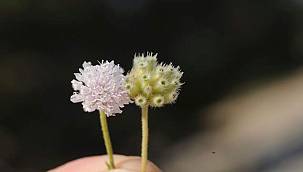 İzmir'de "Efe çenberi" isminde yeni bir bitki türü keşfedildi 