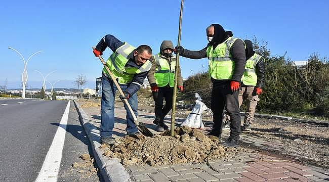 Aliağa'yı Pavlonya Ağaçları Süsleyecek 