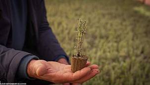 "Doğa Şehirde" projesiyle İzmir'de üreticiler sulama gerektirmeyen bitki yetiştiriyor 