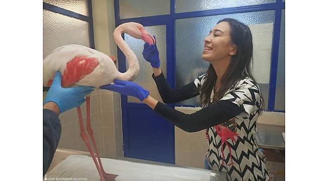Hasta flamingo sağlığına kavuşacak 