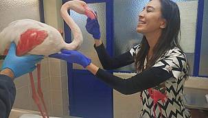 Hasta flamingo sağlığına kavuşacak 