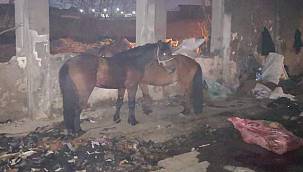 Konak'ta kaçak kesime Ortak operasyon