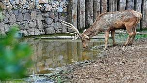 İzmir Doğal Yaşam Parkı'nın 54 sakini artık Uşaklı 
