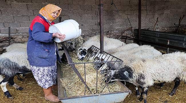 Bucalı üreticiye arpa desteği 