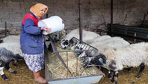 Bucalı üreticiye arpa desteği 