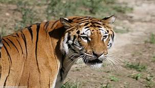 Doğal Yaşam Parkı'nın 24 sakininin yeni evi Antalya