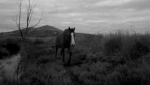 Gediz'deki yaban hayatına fotokapanlı kayıt 
