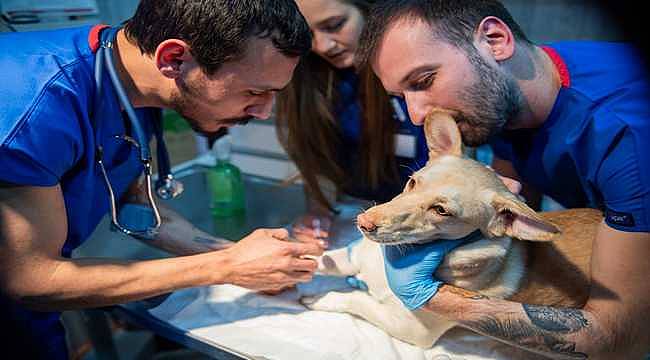 İzmir'de sahipsiz sokak köpekleri için rehabilitasyon hizmeti başladı 