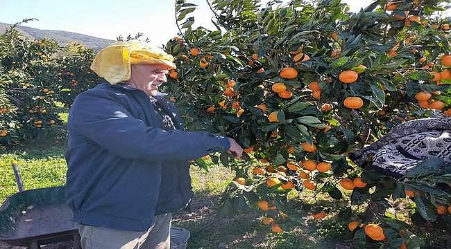 Karaburun'da mandalina üreticisinin işleme tesisi hasreti bitiyor!