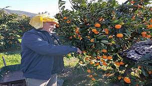 Karaburun'da mandalina üreticisinin işleme tesisi hasreti bitiyor!